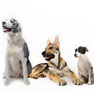 veterinary healthcare