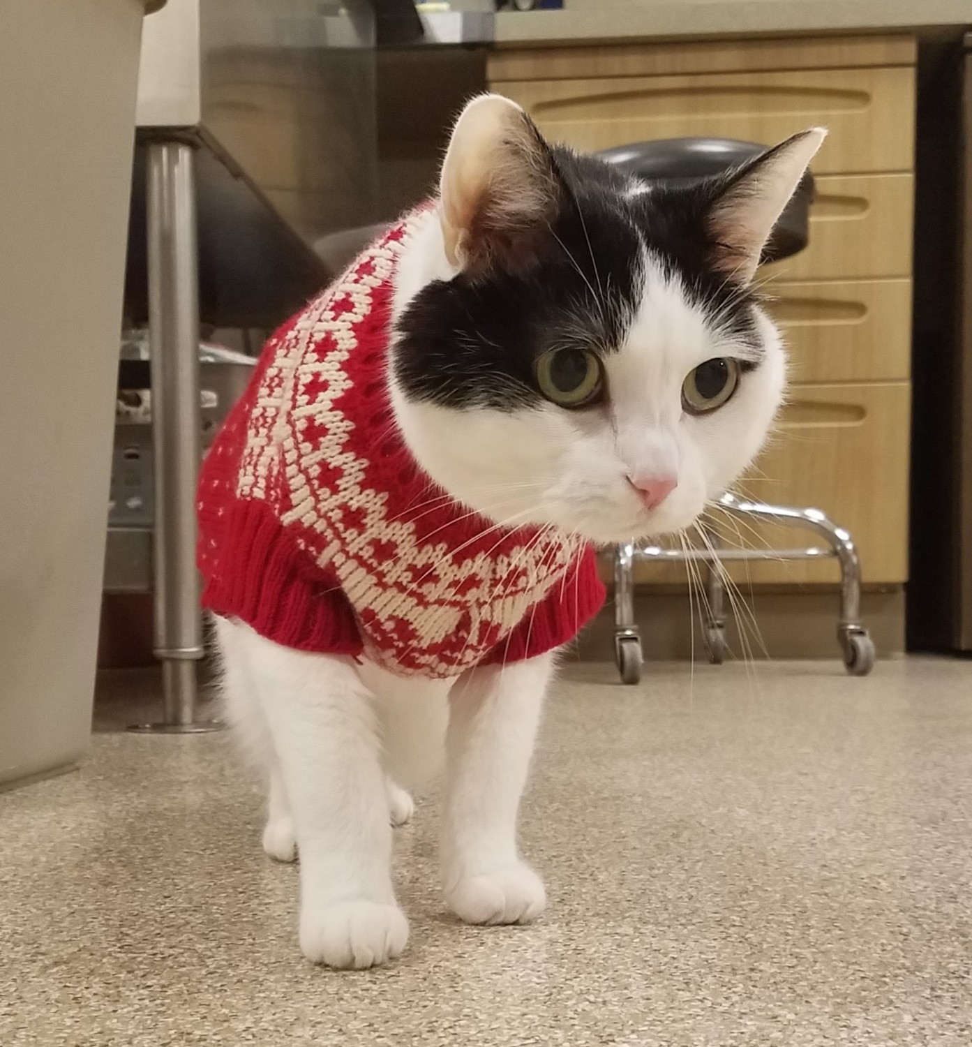 Cat in a red Sweater